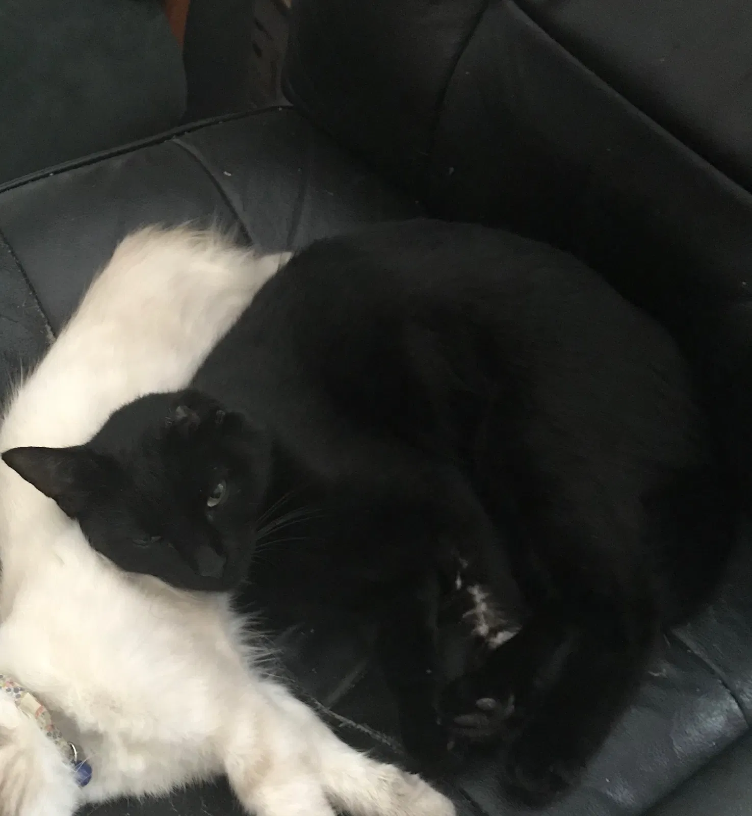 Lost cat in Katy, TX, 77449