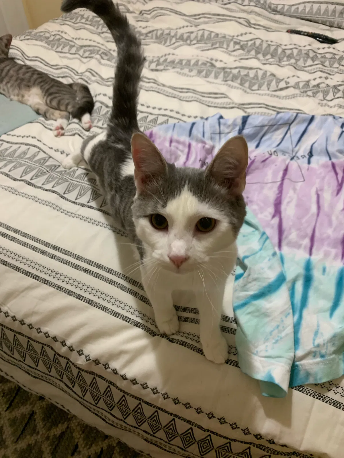 Lost cat in Charlotte, NC, 28213