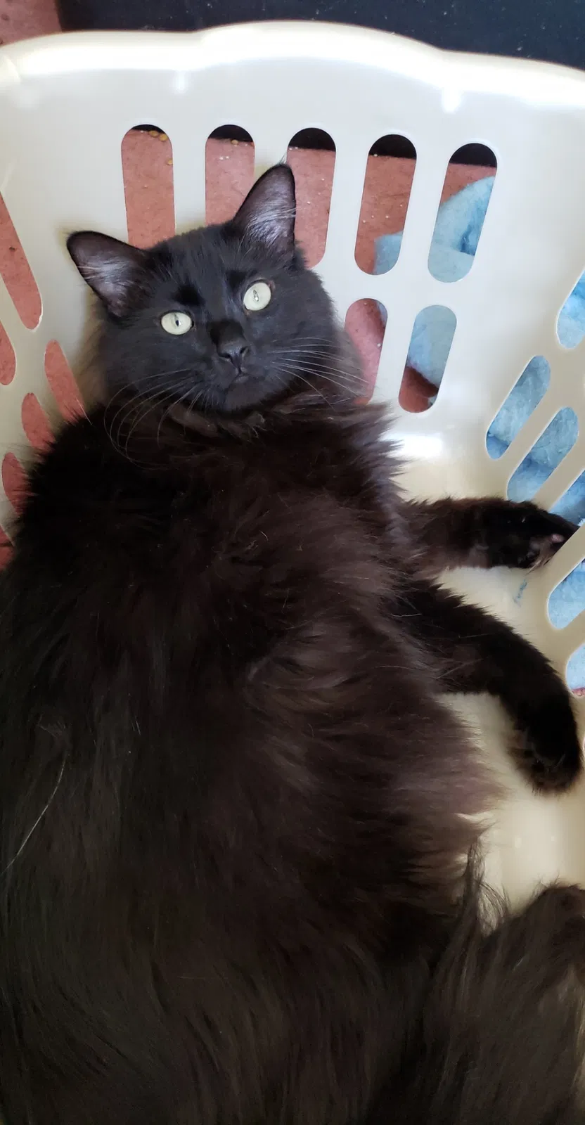 Lost cat in Warren, MI, 48091