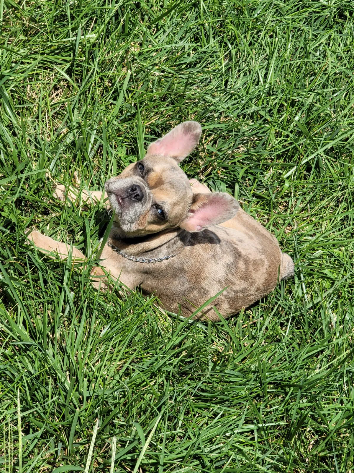 Lost dog in Buffalo, NY, 14215