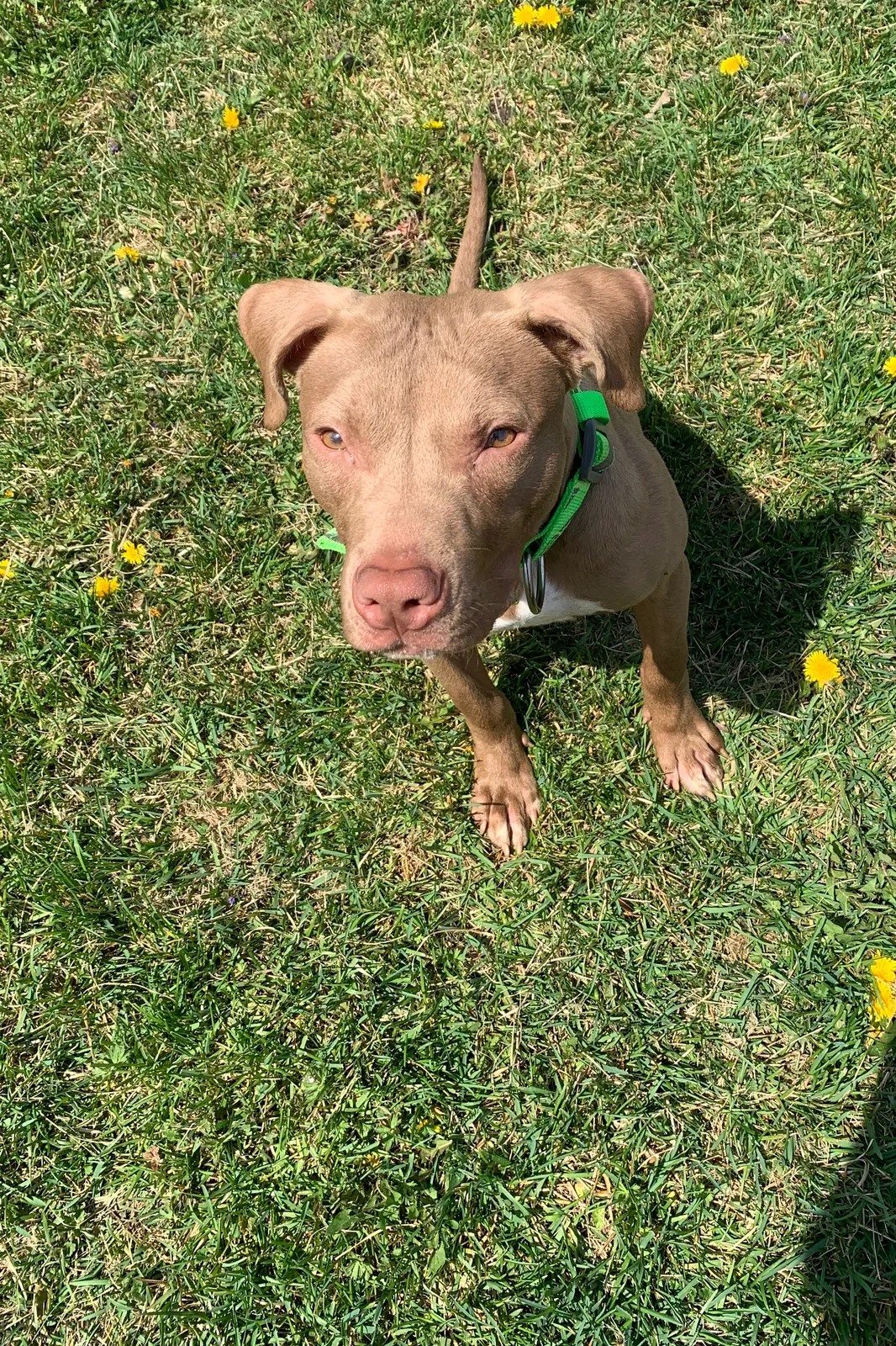 Lost dog in Detroit, MI, 48234