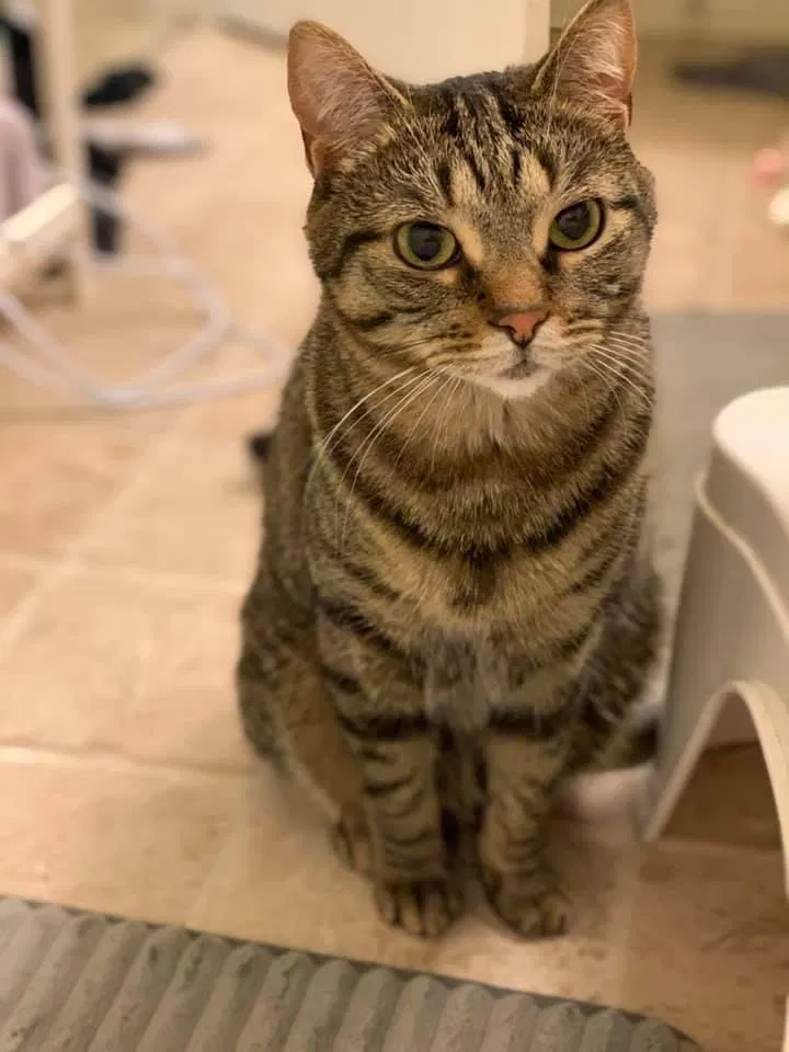 Lost cat in Rochester, MI, 48307