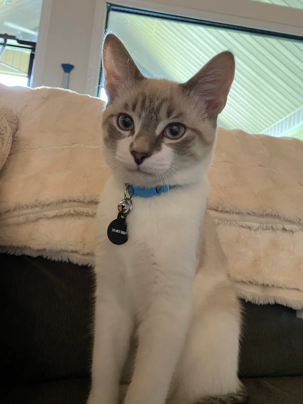 Lost cat in Birmingham, AL, 35216