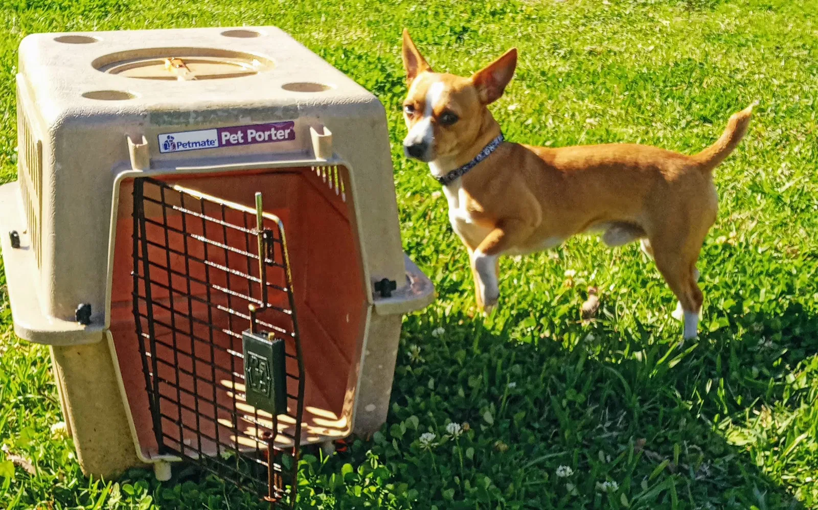 Lost dog in Youngsville, LA, 70592