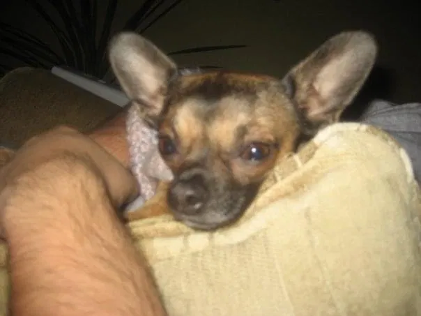 Lost dog in Hammond, IN, 46327
