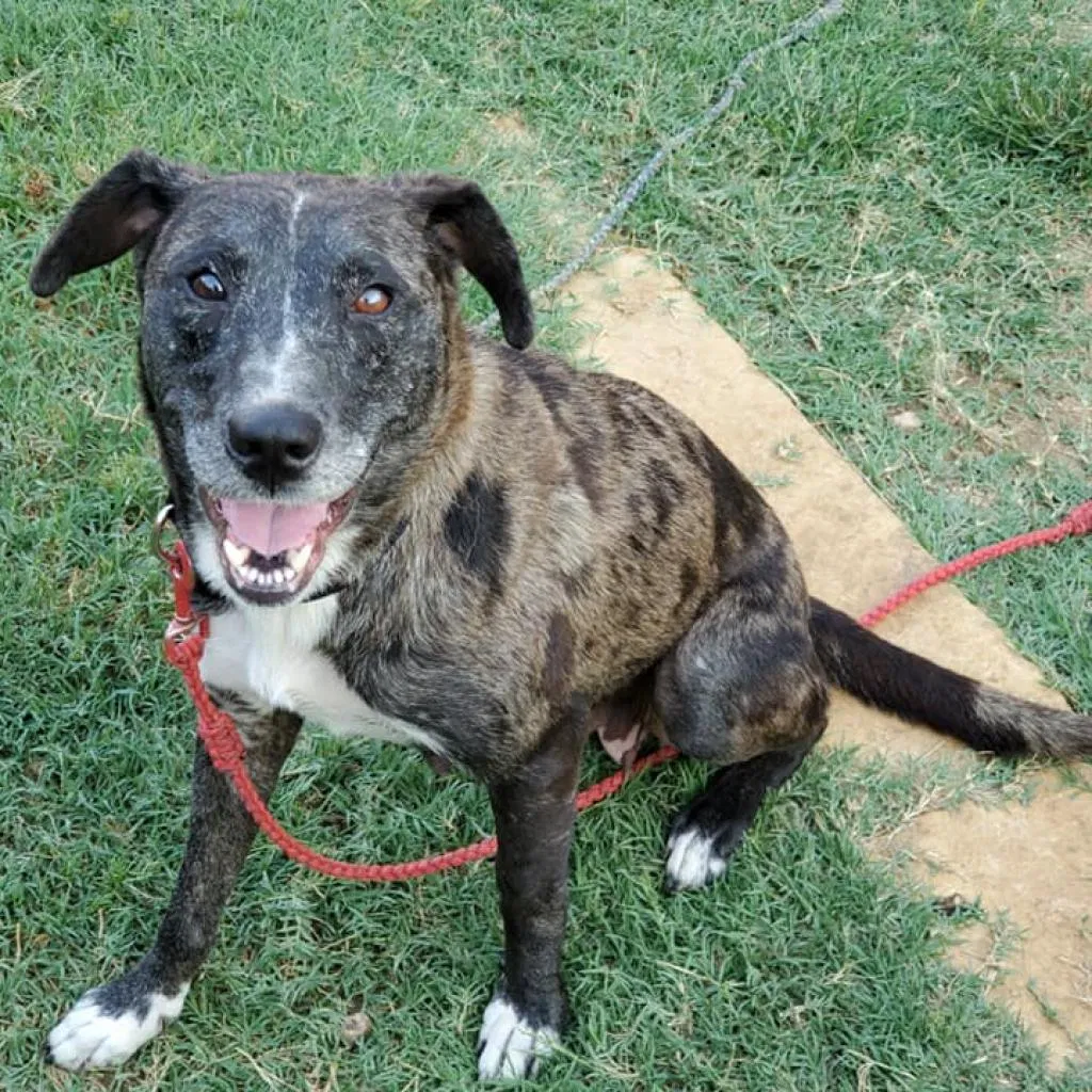 Lost dog in Austin, TX, 78752