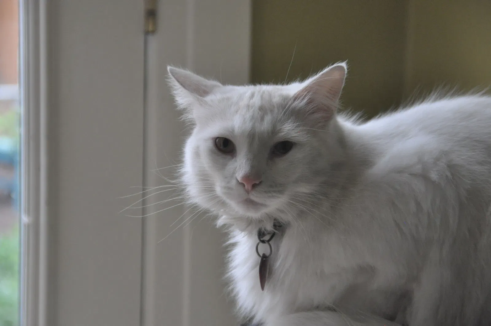 Lost cat in Littleton, CO, 80123