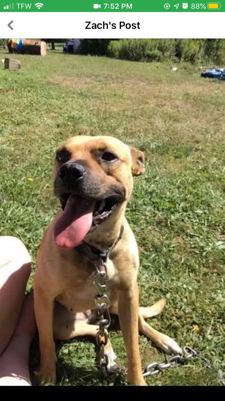 Lost dog in Chittenango, NY, 13037