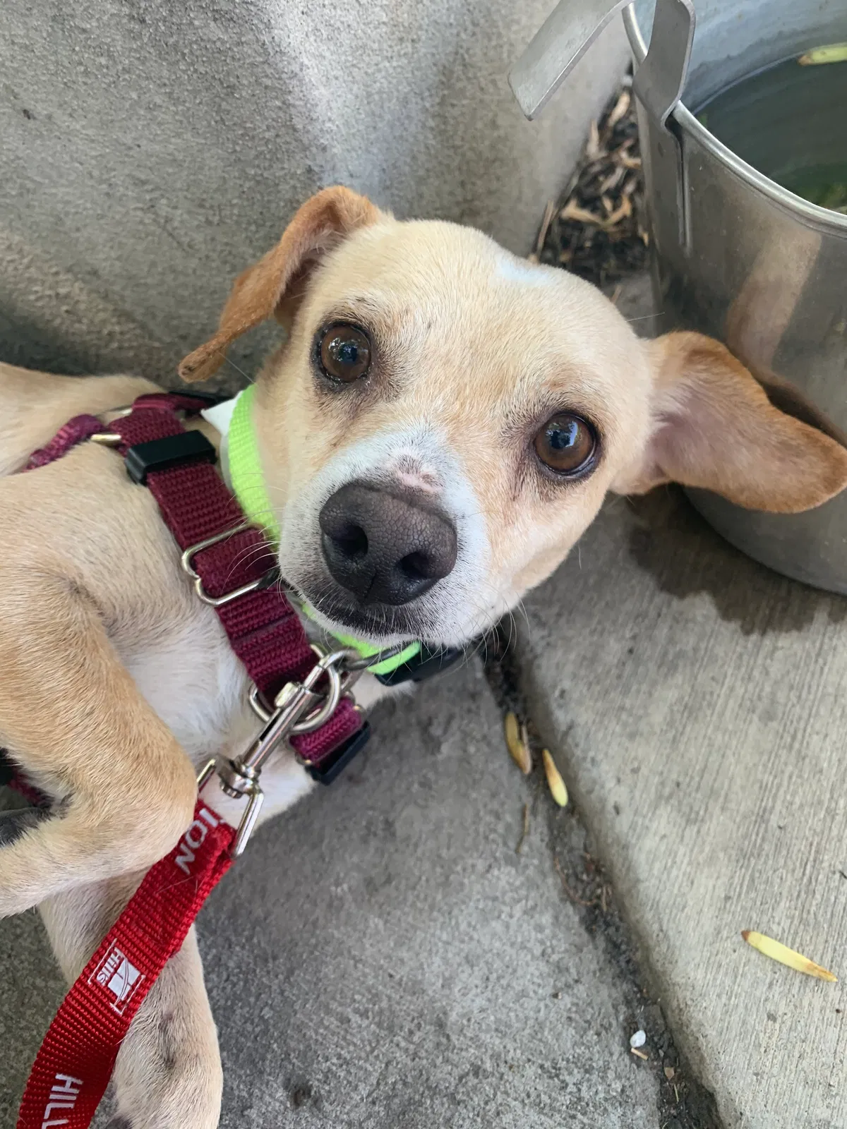 Lost dog in Provo, UT, 84606