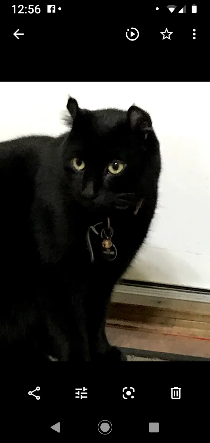 Lost cat in North Tonawanda, NY, 14120