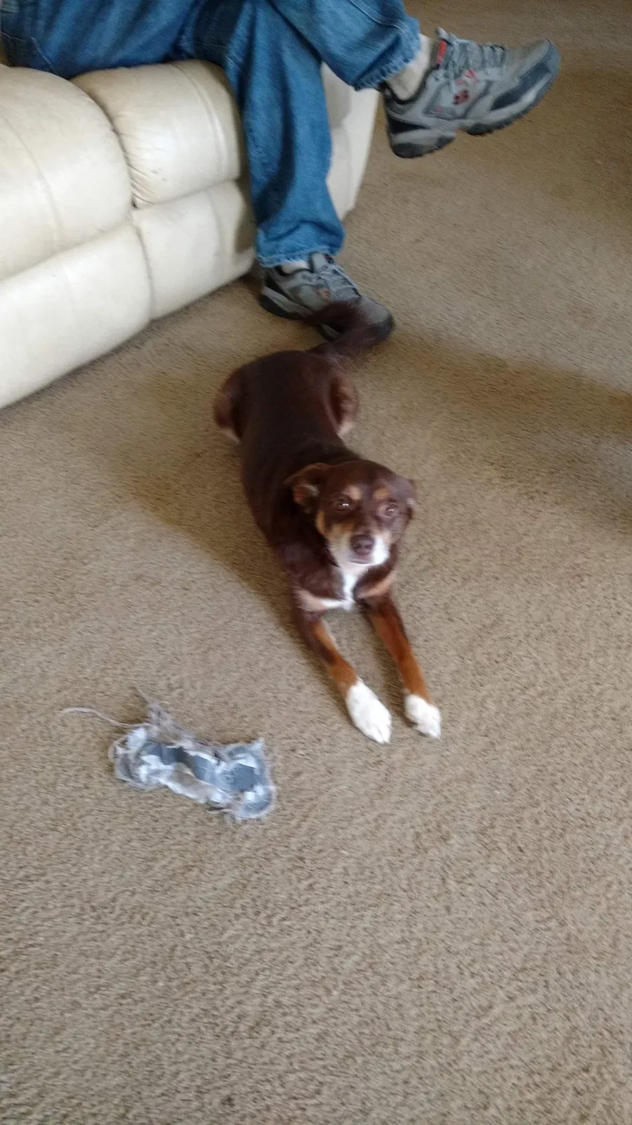 Lost dog in Monroe, MI, 48161