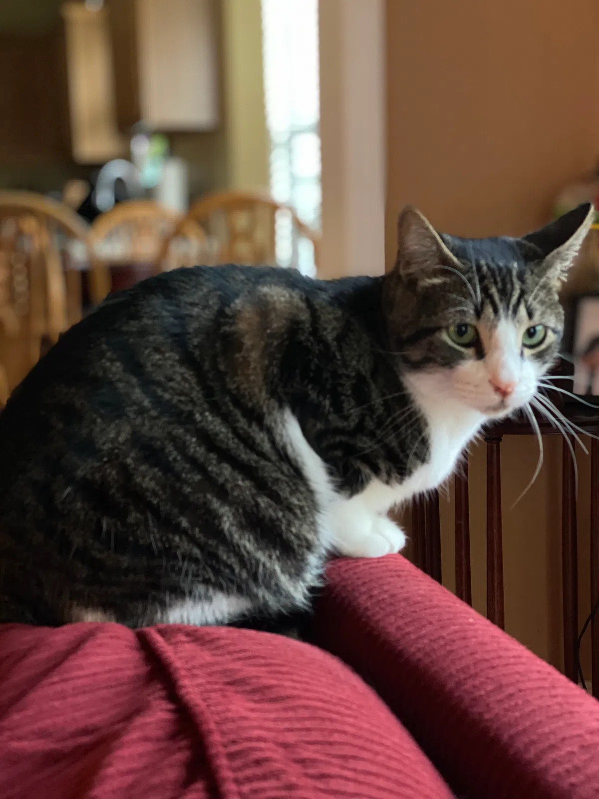 Lost cat in Simpsonville, SC, 29681