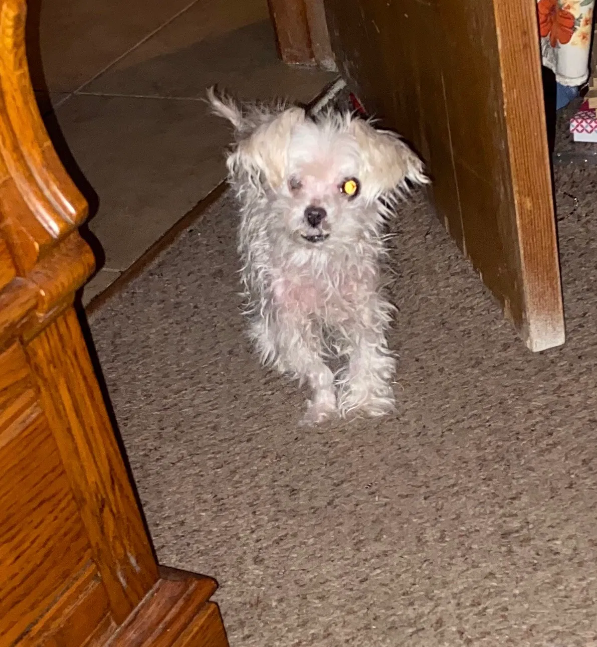 Lost dog in Waco, TX, 76706