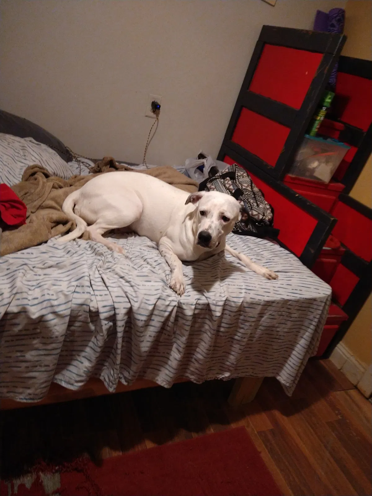 Lost dog in Midland, TX, 79706