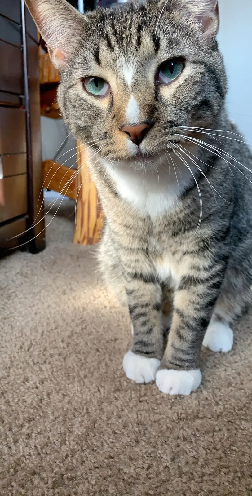 Lost cat in Los Lunas, NM, 87031