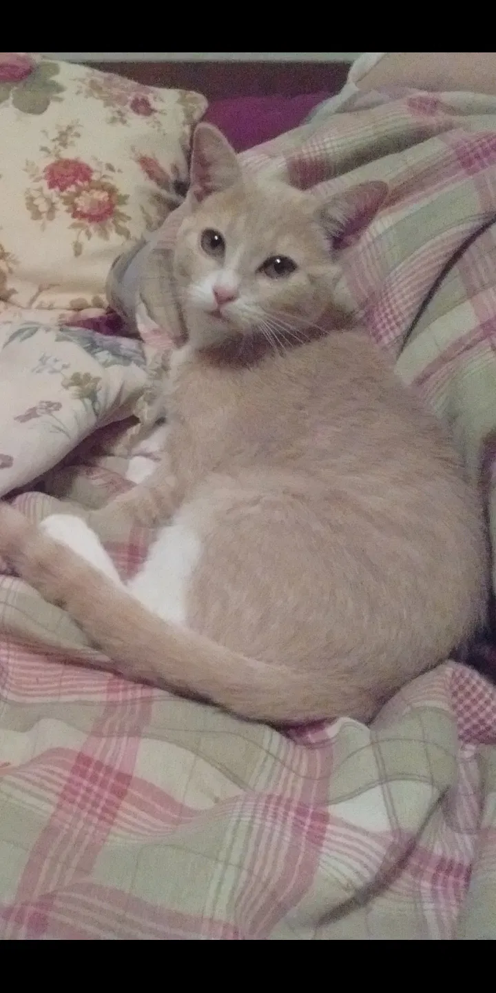 Lost cat in Spokane, WA, 99206