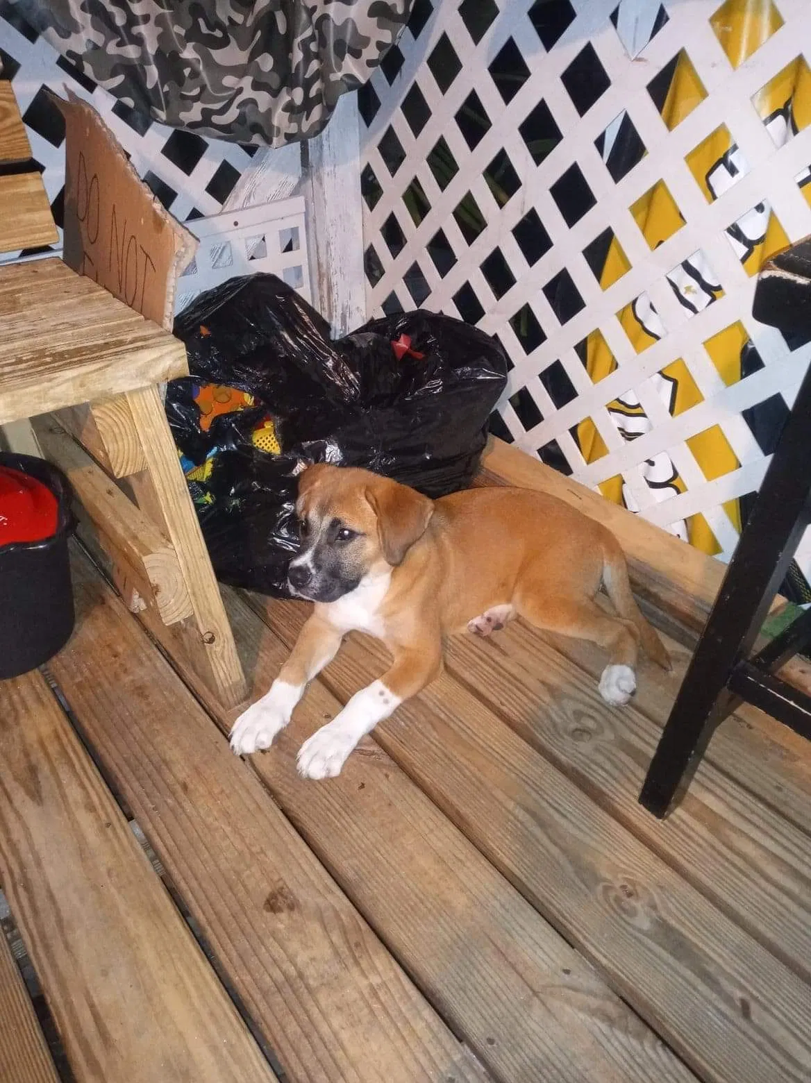 Lost dog in Jacksonville, FL, 32254