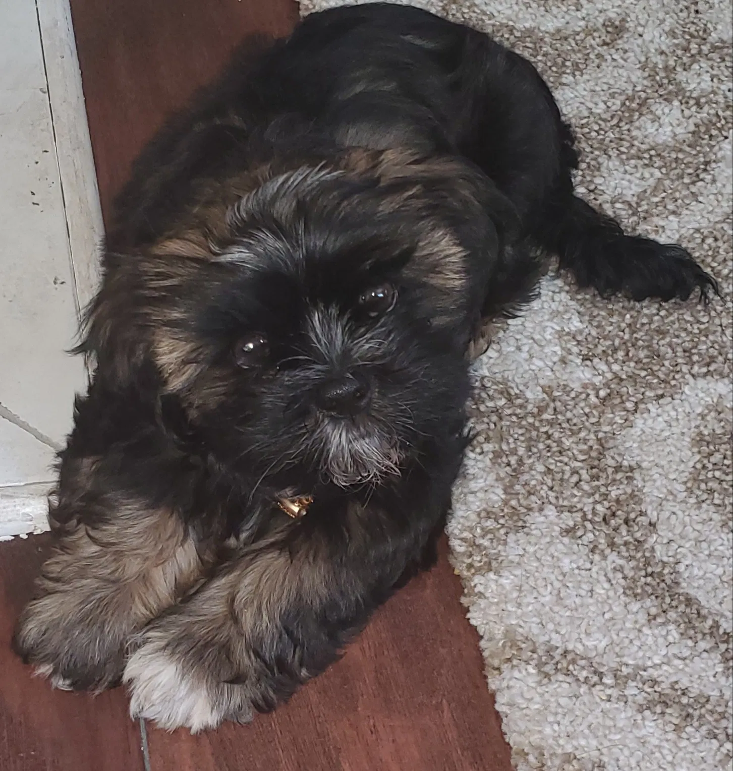 Lost dog in Harper Woods, MI, 48225