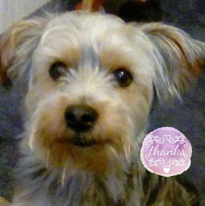 Lost dog in Liberty, NC, 27298
