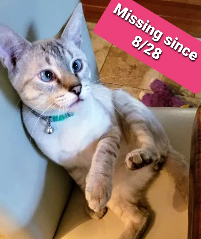 Lost cat in Tucson, AZ, 85743