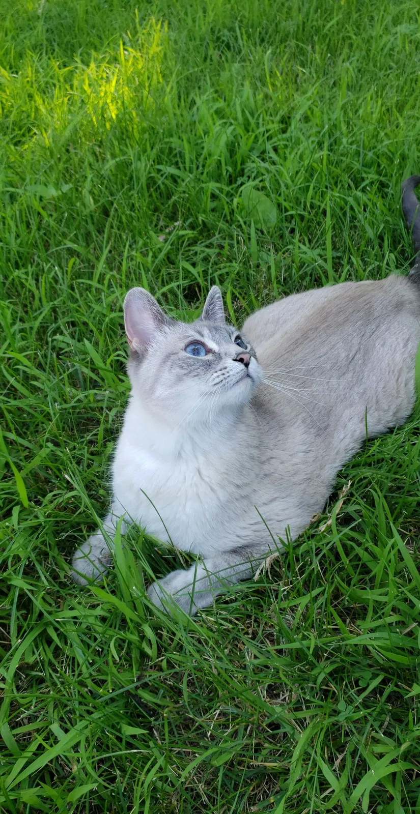 Lost cat in Minneapolis, MN, 55417