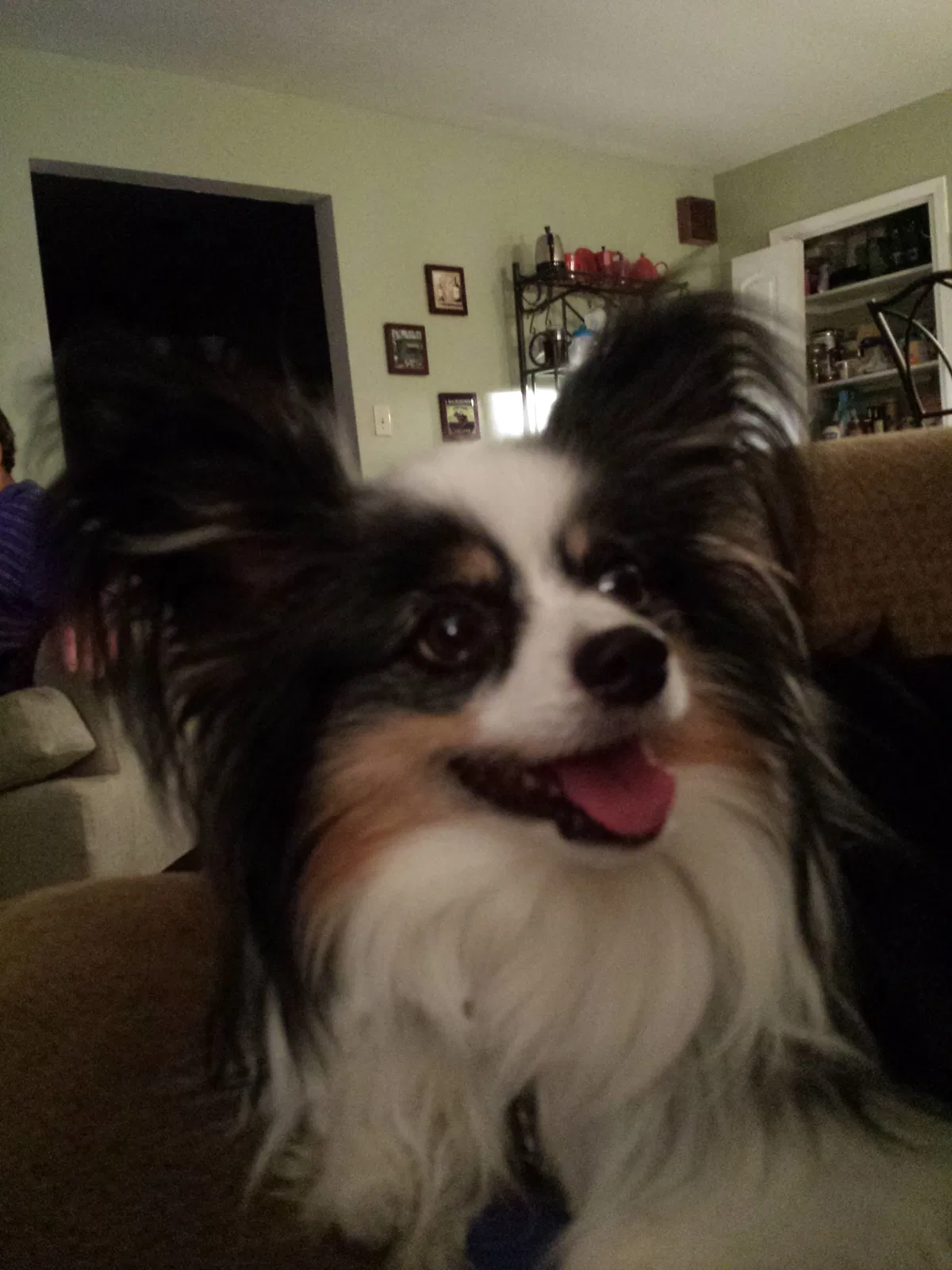 Lost dog in Hopkinsville, KY, 42240