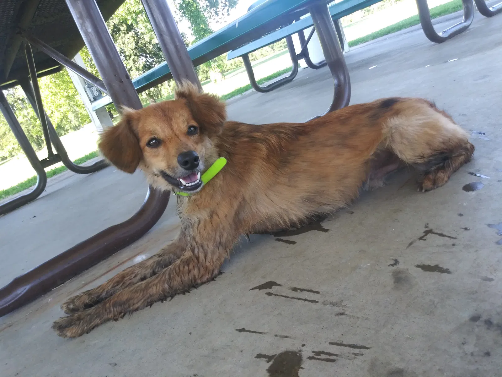 Lost dog in Baxter Springs, KS, 66713
