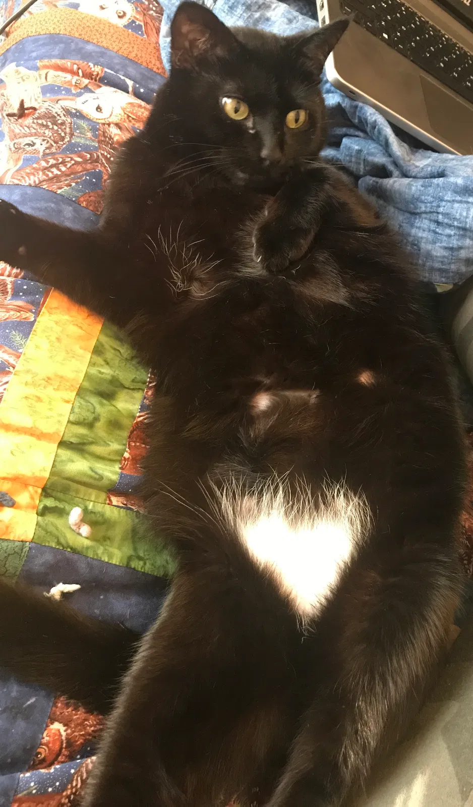 Lost cat in Saint Paul, MN, 55123