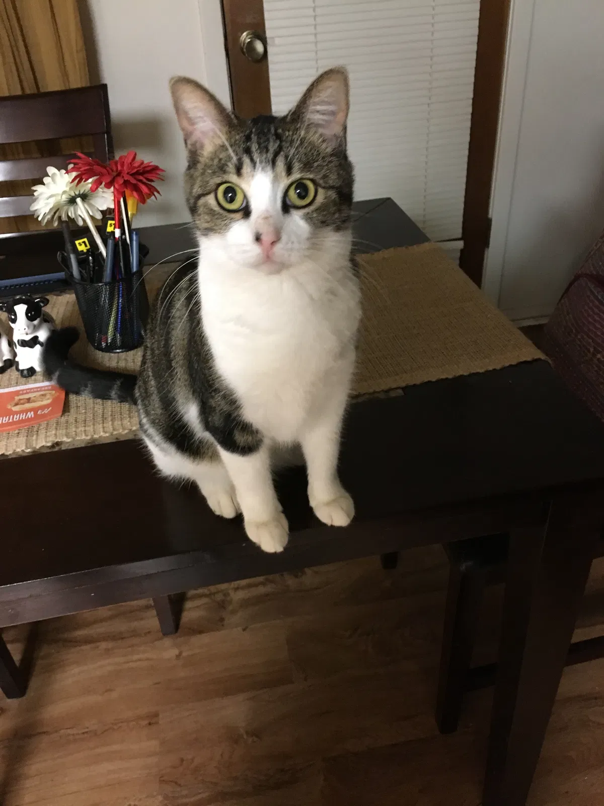 Lost cat in San Angelo, TX, 76904