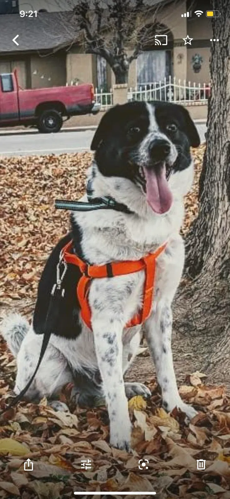 Lost dog in Phoenix, AZ, 85009