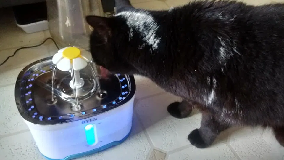 Lost cat in Santa Clara, CA, 95050
