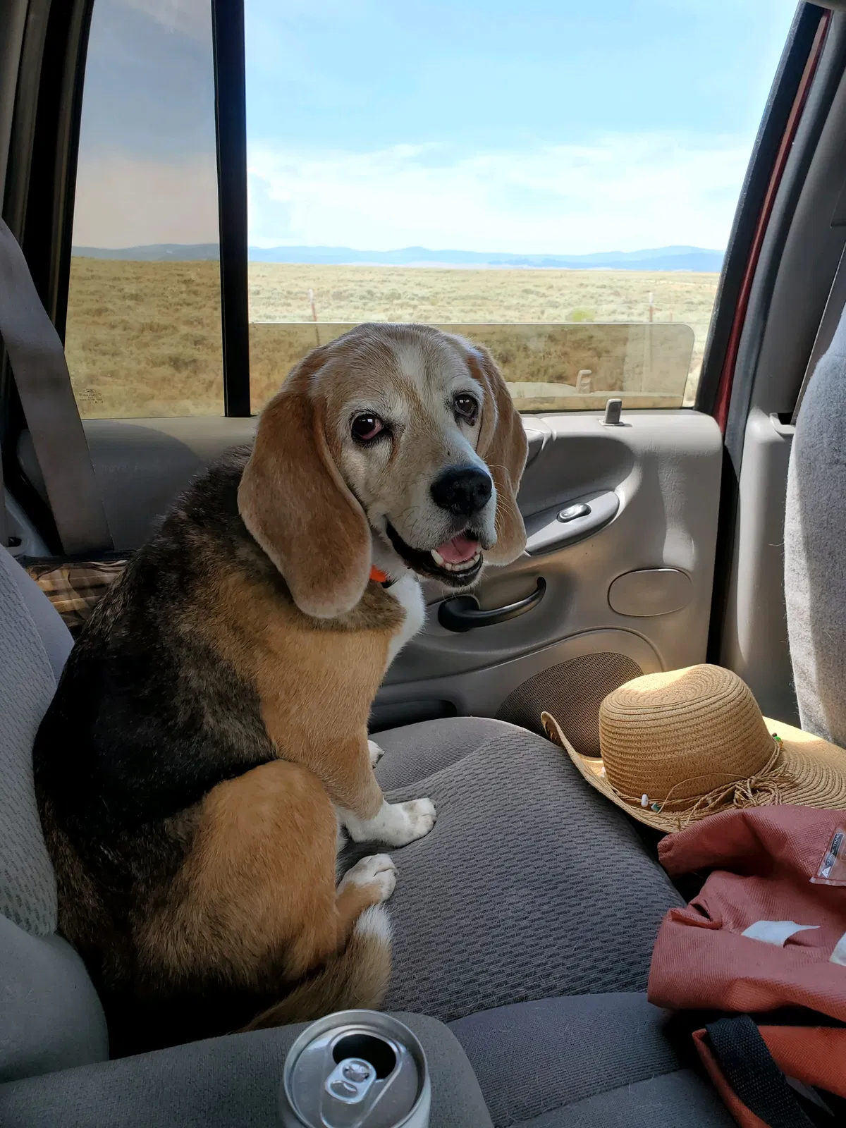 Lost dog in Missoula, MT, 59808