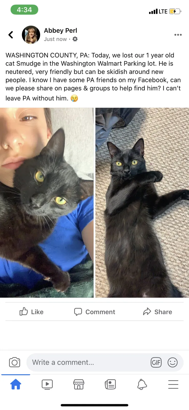 Lost cat in Washington, PA, 15301