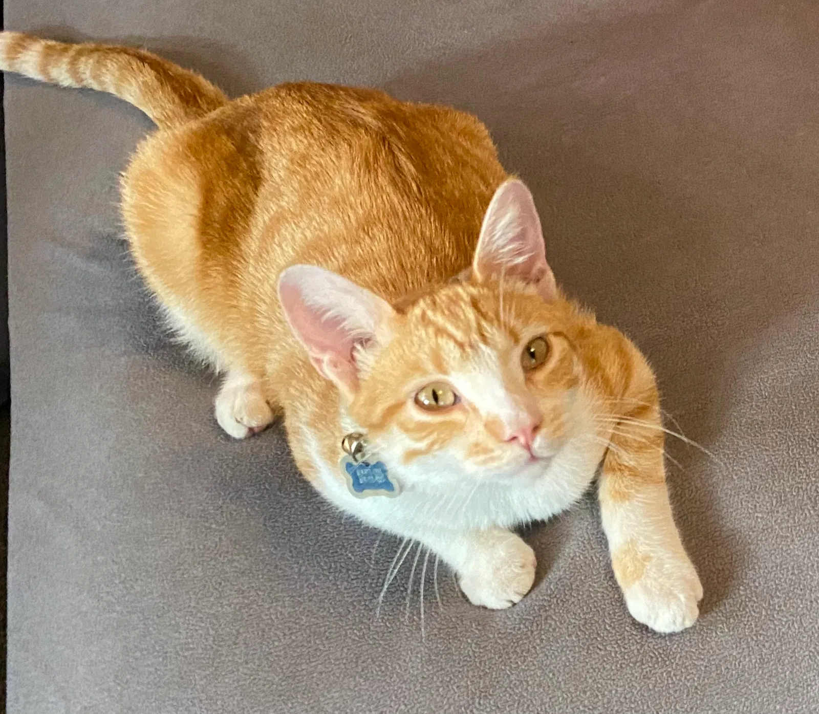 Lost cat in San Diego, CA, 92120
