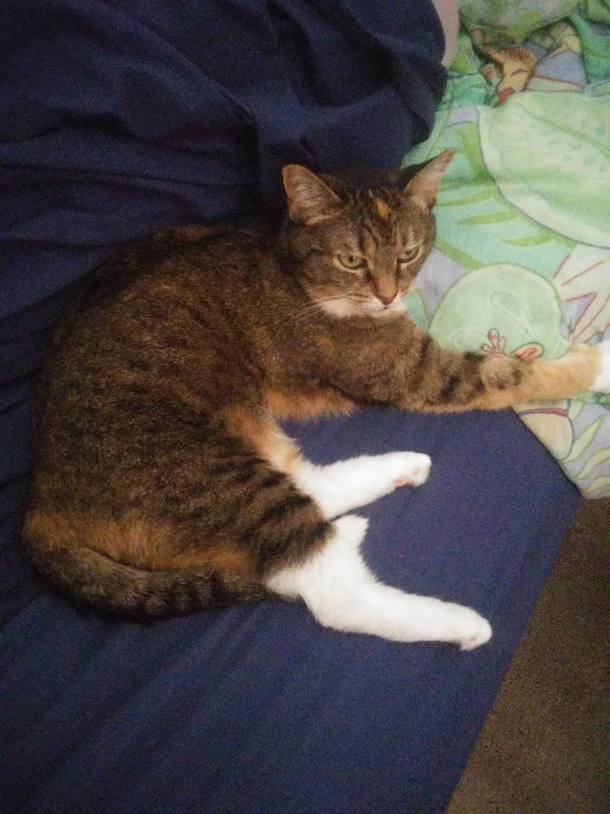 Lost cat in Brunswick, OH, 44212