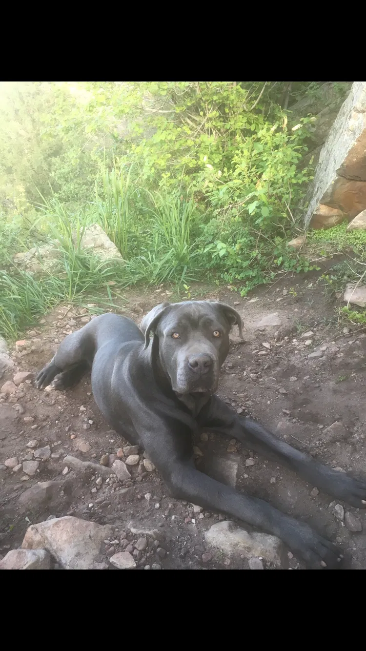 Lost dog in Commerce City, CO, 80022