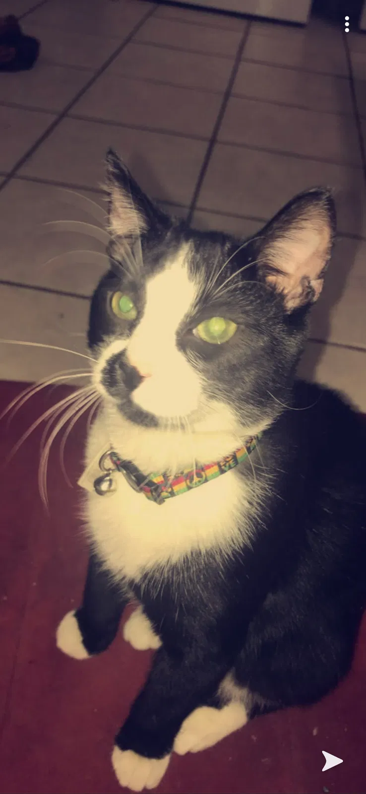 Lost cat in Fayetteville, AR, 72701
