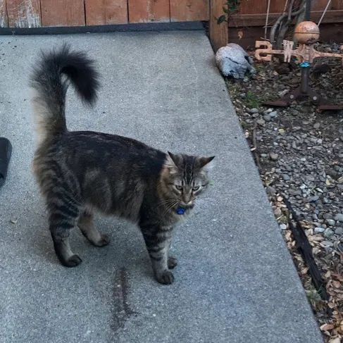 Lost cat in Richmond, CA, 94805