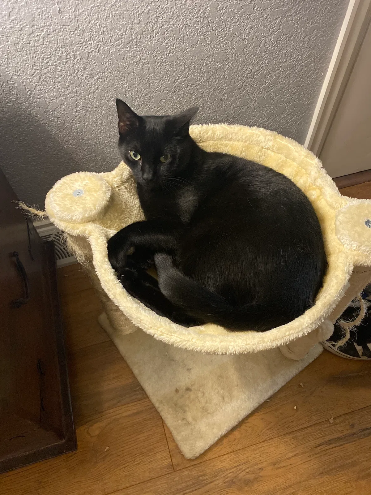 Lost cat in Denver, CO, 80219