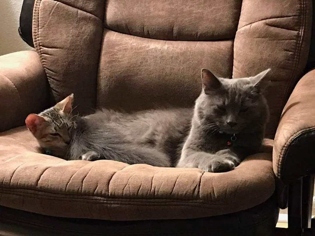 Lost cat in Clearwater, FL, 33761