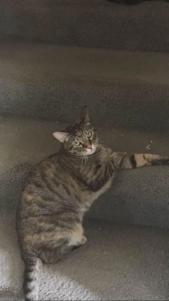 Lost cat in Unknown, UT, 85057