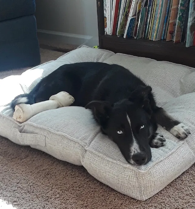 Lost dog in Westmoreland, KS, 66549