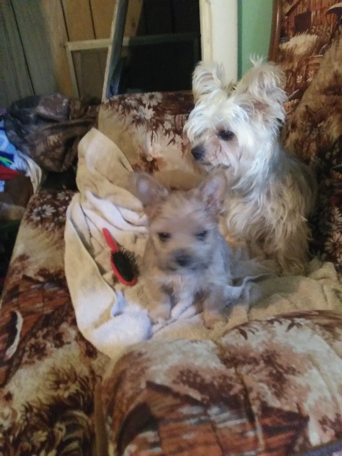 Lost dog in Springfield, MO, 65803