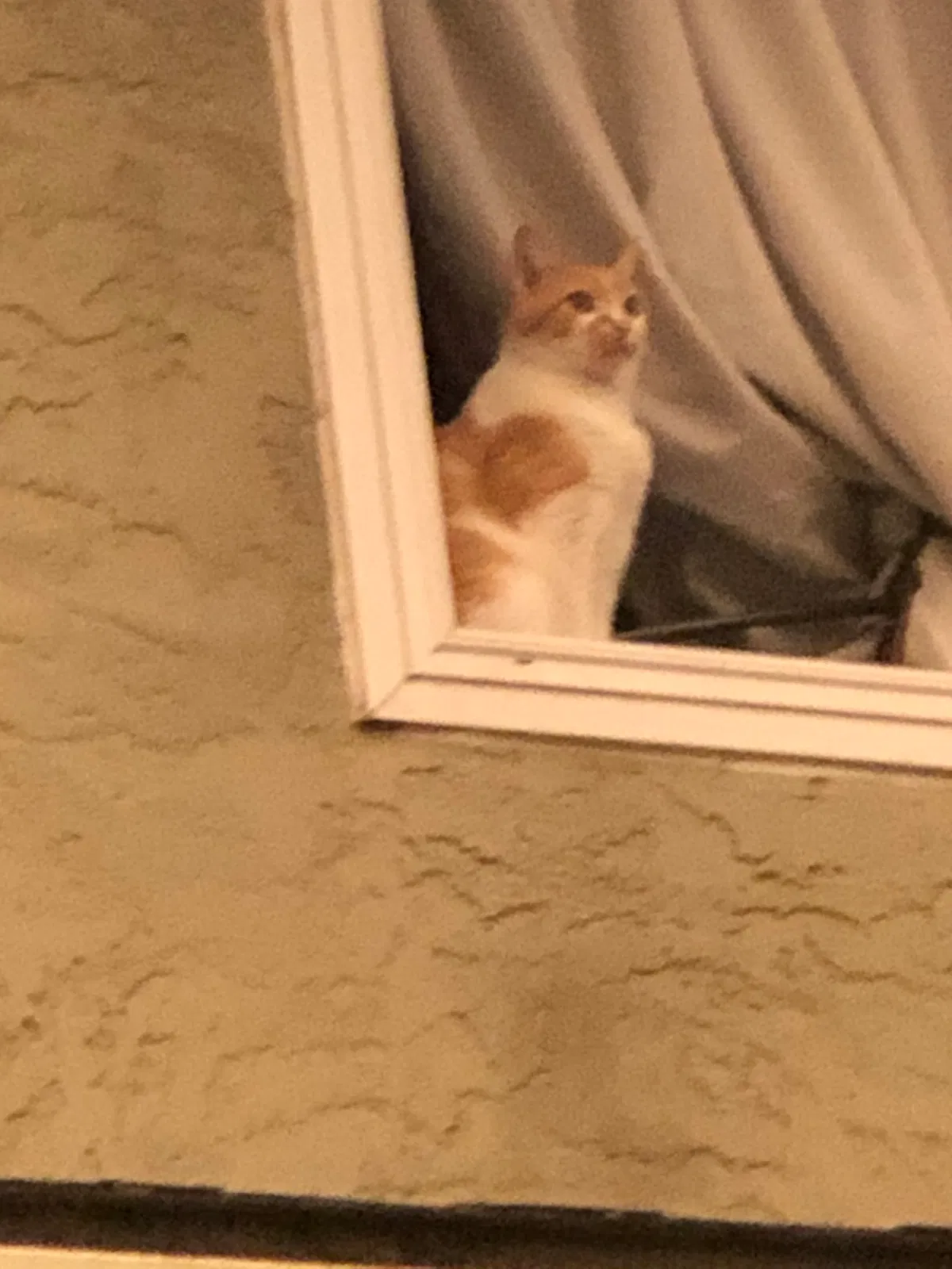 Lost cat in Marina, CA, 93933