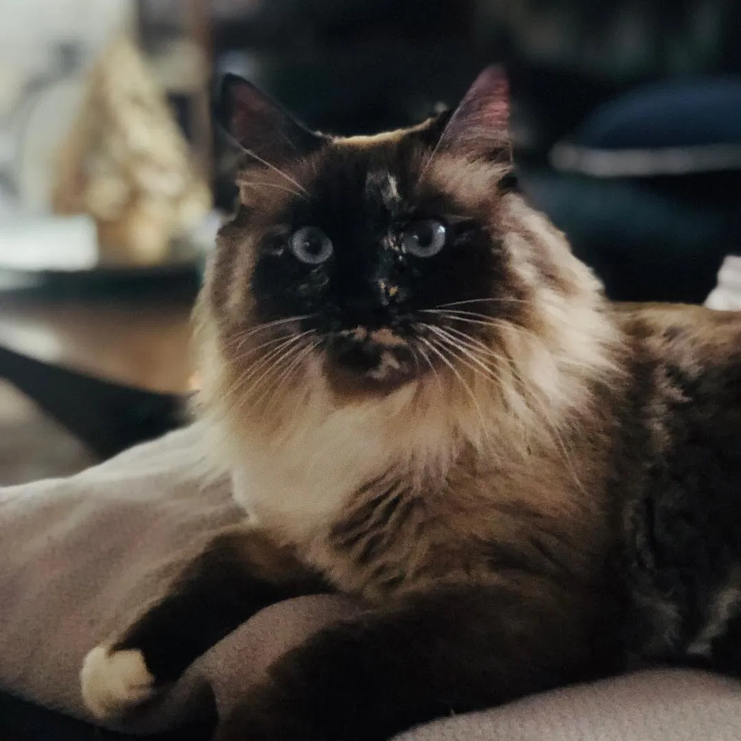 Lost cat in Lake Mary, FL, 32746
