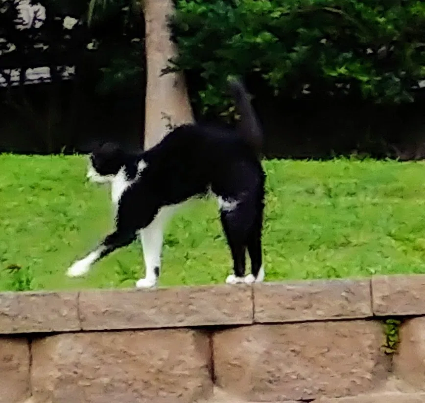 Missing Cat