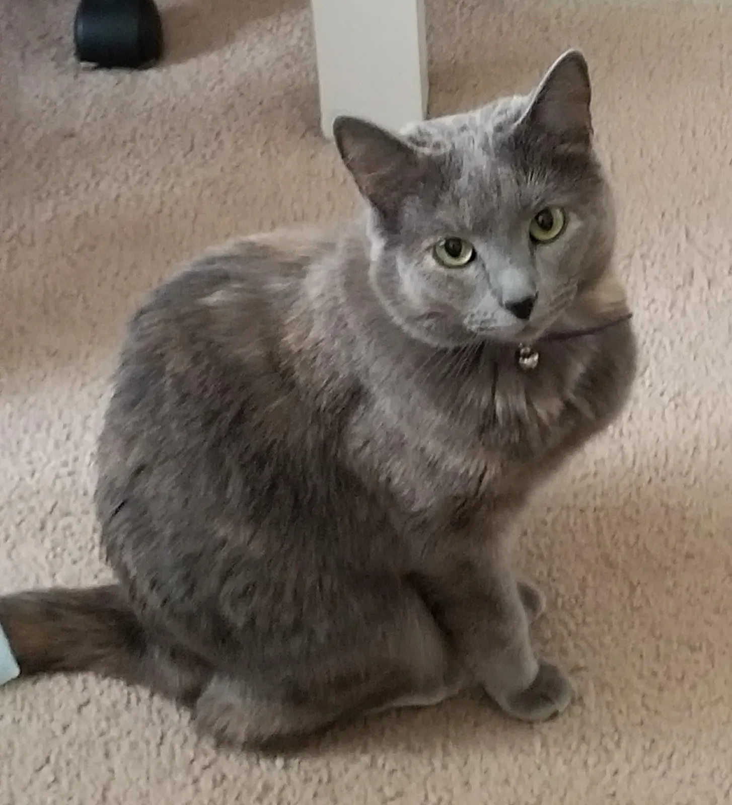 Lost cat in Savannah, GA, 31406