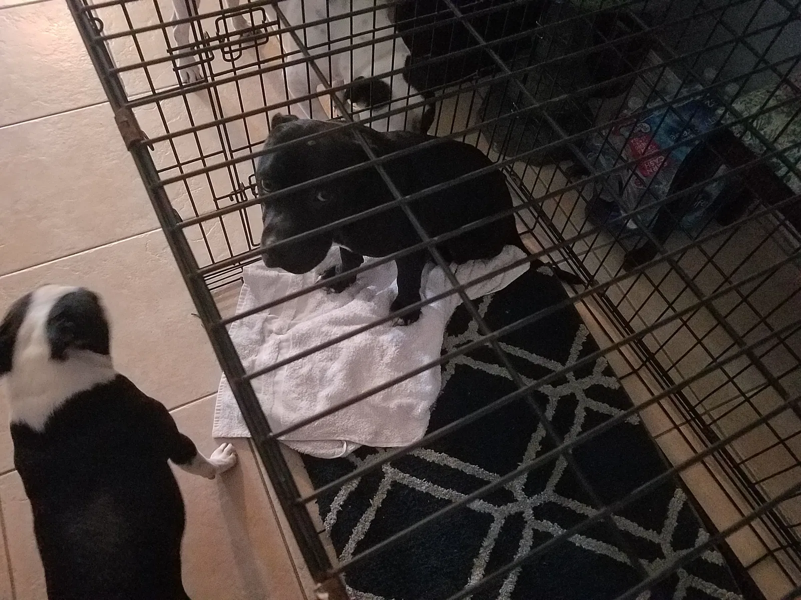 Found dog in Lehigh Acres, FL, 33974