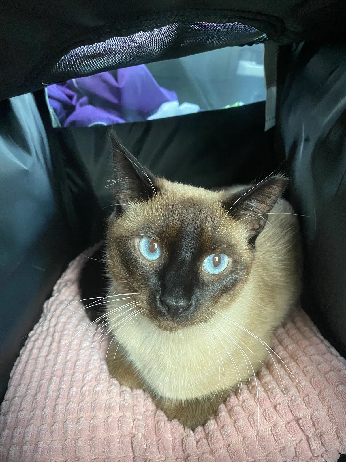 Lost cat in Lexington, KY, 40503