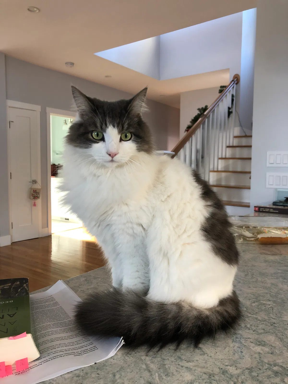 Lost cat in San Diego, CA, 92106